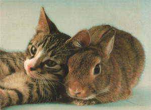 Bilder-Thread uh43048,1262687239,hase katze