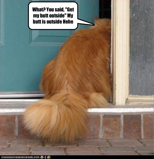 Bilder-Thread uh43048,1262881326,funny-pictures-cat-has-butt-outside