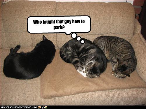 Bilder-Thread uh43048,1262881392,funny-pictures-cats-insult-how-dog-parks