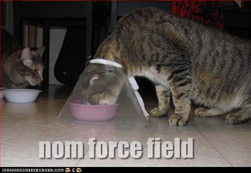 Bilder-Thread uh43048,1262881405,funny-pictures-cat-has-a-force-field