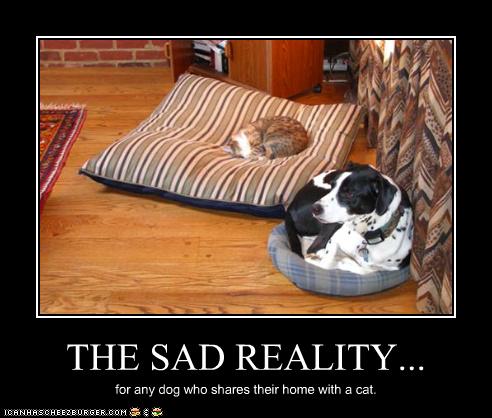 Bilder-Thread uh43048,1262881443,funny-pictures-cat-has-biggest-bed