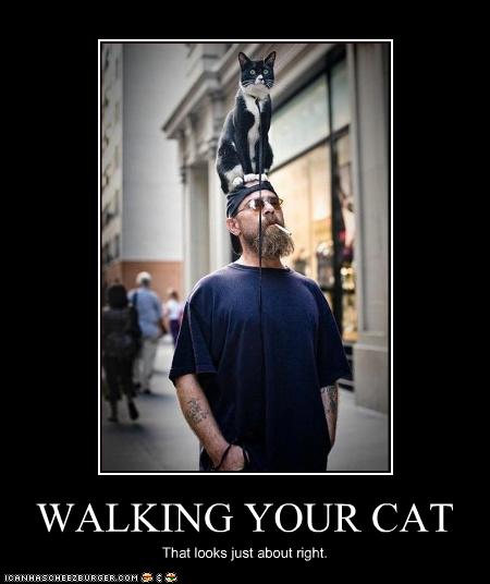 Bilder-Thread uh43048,1262881500,funny-pictures-cat-is-on-your-head