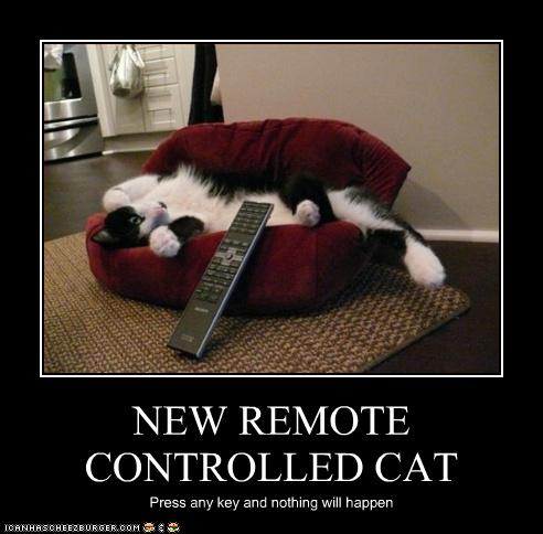 Bilder-Thread uh43048,1262881514,funny-pictures-cat-has-remote-control1