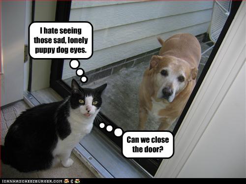 Bilder-Thread uh43048,1262881533,funny-pictures-cat-sees-dog-outside