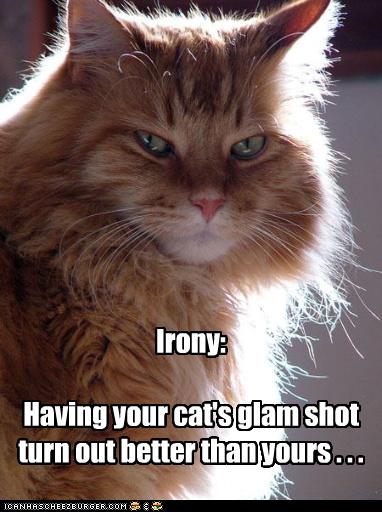 Bilder-Thread uh43048,1262881558,funny-pictures-cat-is-glamorous