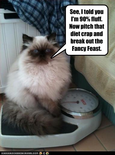 Bilder-Thread uh43048,1262881574,funny-pictures-cat-is-fluffy-not-fat