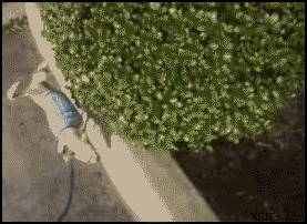 Bilder-Thread uh43048,1262891961,Dog handstand pees