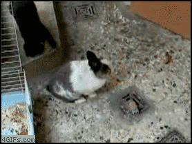 Bilder-Thread uh43048,1262891961,Rabbits revenge