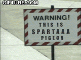 Bilder-Thread uh43048,1263312109,leonidaspigeon