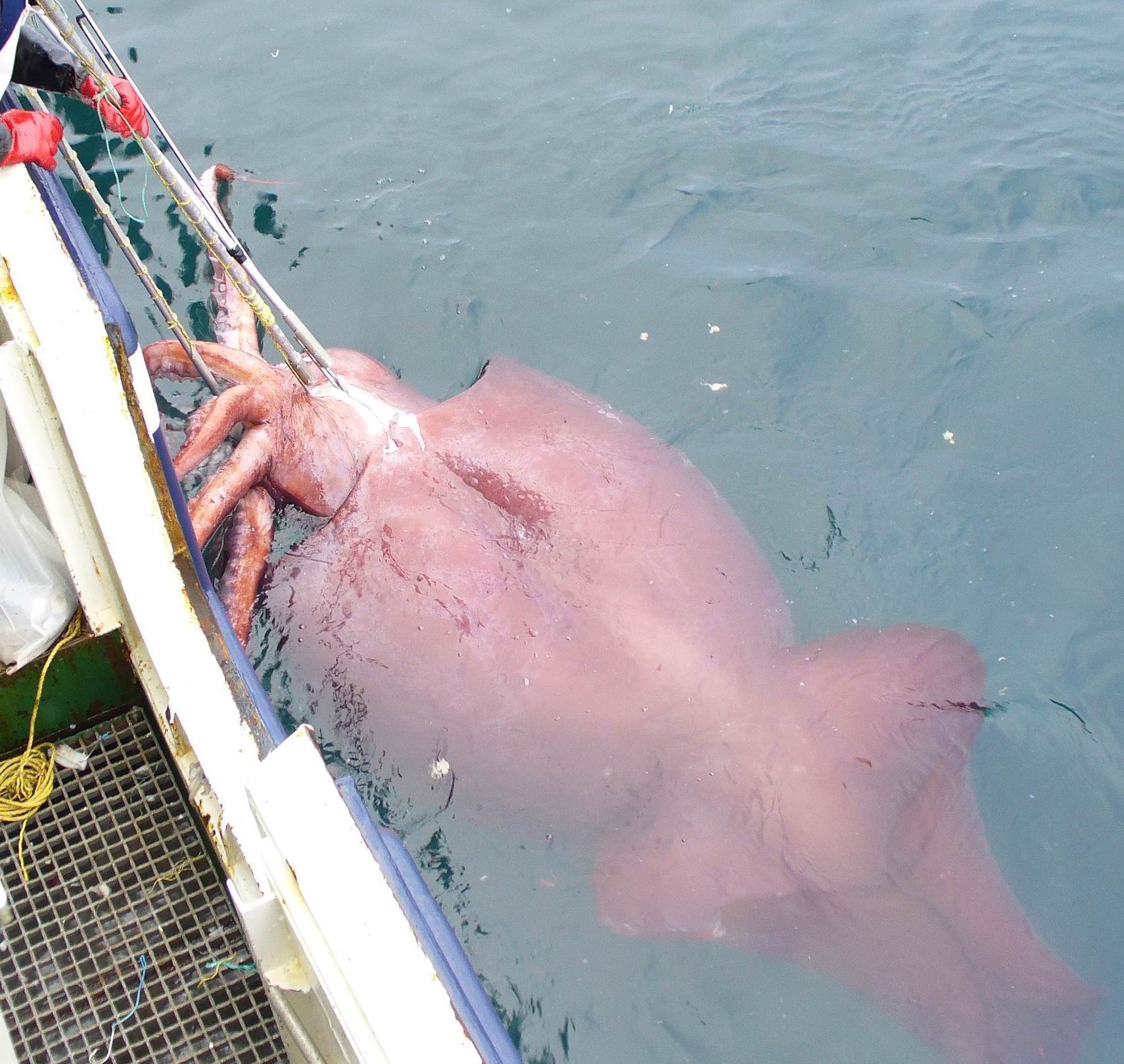 Bilder-Thread uh43048,1263423410,ColossalSquid