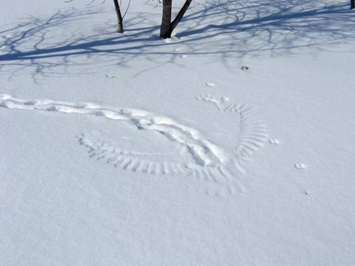 Bilder-Thread uh43048,1263425704,follow-rabbit-tracks-owl