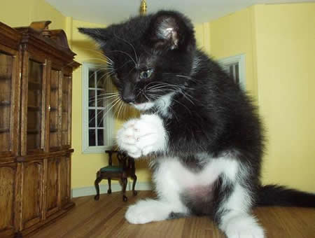 Bilder-Thread uh43048,1263490956,Kitty in wonderland by Mrs2 D