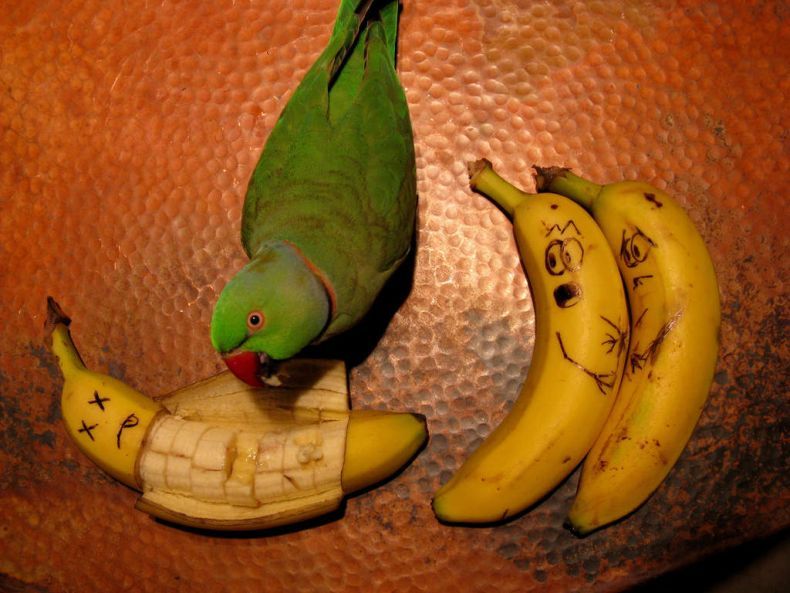 Bilder-Thread uh43048,1263604743,bananasRLMCB