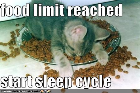Bilder-Thread uh43048,1264009463,funny-pictures-kitten-sleeps-in-food