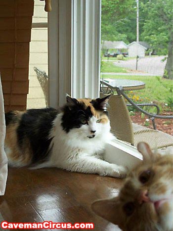 Bilder-Thread uh43048,1264023339,10 greatest animal photobombs of all time 5