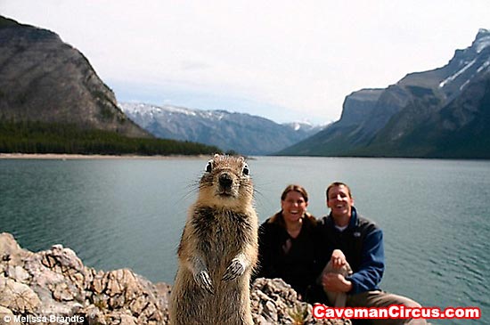 Bilder-Thread uh43048,1264023377,10 greatest animal photobombs of all time 9