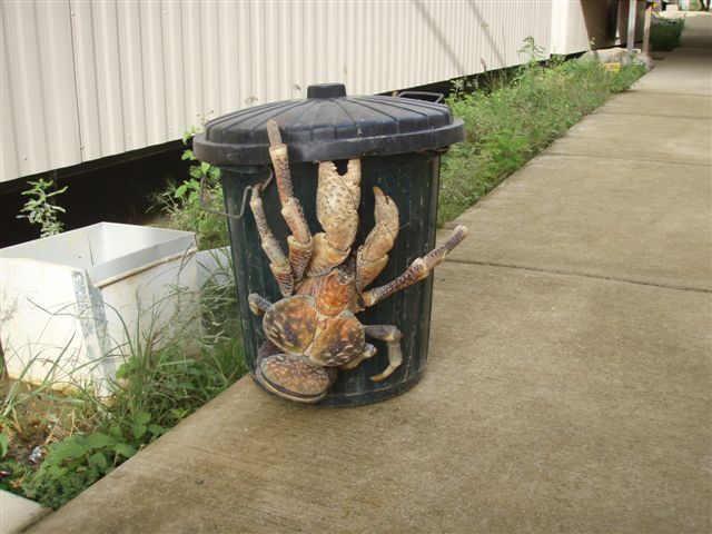 Bilder-Thread uh43048,1264023586,coconut crab