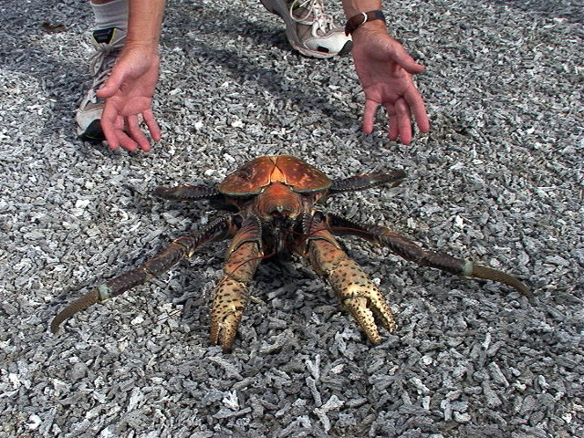 Bilder-Thread uh43048,1264023620,Coconut-Crab