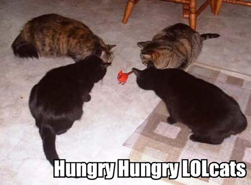 Bilder-Thread uh43048,1264082689,hungry-hungry-lolcats