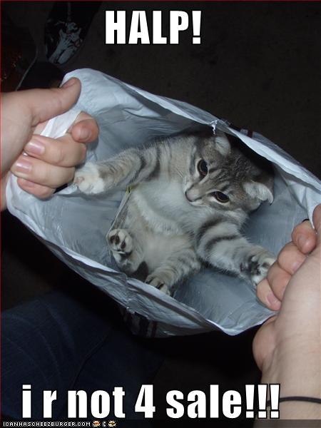 Bilder-Thread uh43048,1264082699,lolcats-funny-pictures-halp-not-for-sale