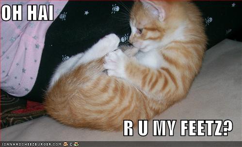 Bilder-Thread uh43048,1264082789,lolcats-funny-picture-my-feet