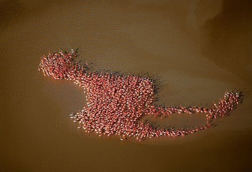 Bilder-Thread uh43048,1264501002,flamencos
