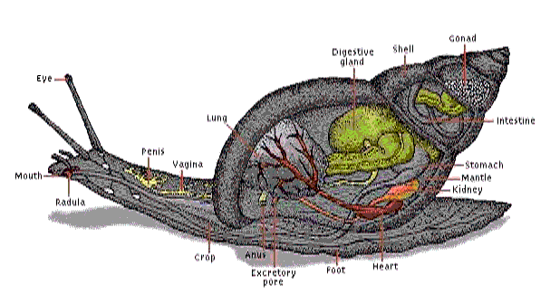 Bilder-Thread uh43048,1264754672,Snail-Anatomy