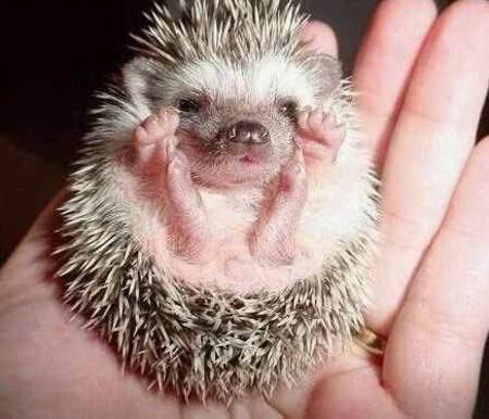 Bilder-Thread uh43048,1264754833,cuteanimal2-01