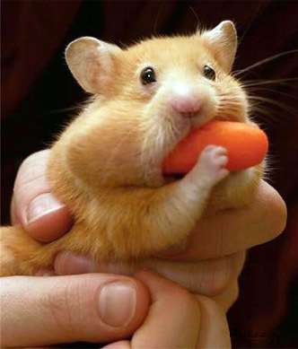 Bilder-Thread uh43048,1264754873,cute animals6