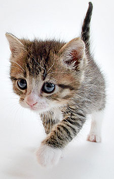 Bilder-Thread uh43048,1264766718,webcat 7