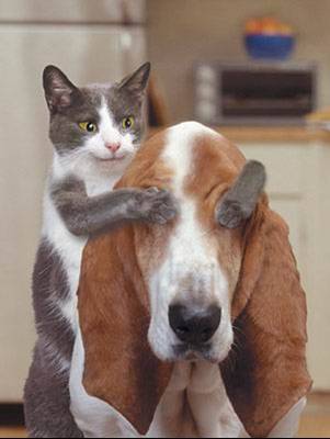 Bilder-Thread uh43048,1264883074,katze neckt hund
