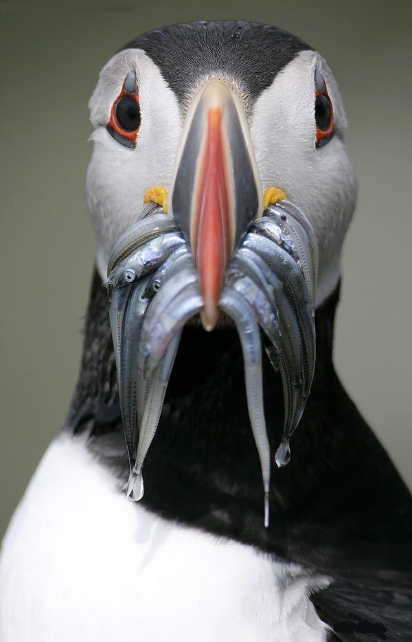Bilder-Thread uh43048,1264888668,awesome photos04