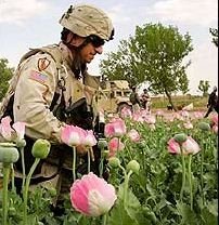 Bilder-Thread uh43048,1264889965,soldier+cia+poppy+filds+opium