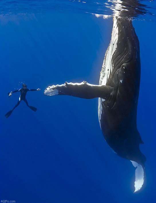 Bilder-Thread uh43048,1265135044,whalehighfiveb