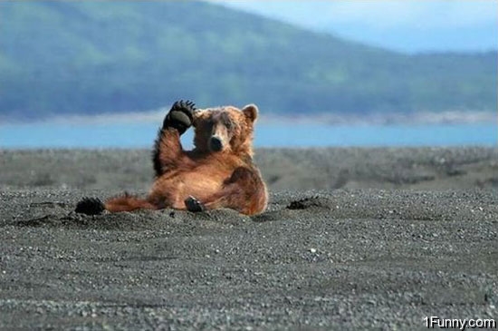 Bilder-Thread uh43048,1265135102,oh-hi-bear