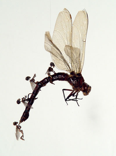 Bilder-Thread uh43048,1265900602,tessa-farmer-swarm-art