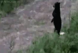 Bilder-Thread uh43048,1265911623,1265829803 bear-upright