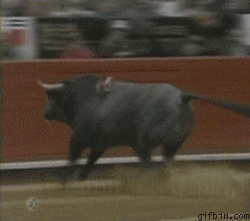 Bilder-Thread uh43048,1265914831,1236863706 bull jumps into the crowd