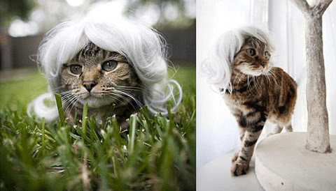 Bilder-Thread uh43048,1266610267,uh430481266610058kitty wigs main