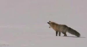 Bilder-Thread uh43048,1267445133,1248715399 arctic-fox-hunting