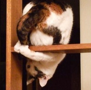 Bilder-Thread uh43048,1267528634,funny-pictures-cat-caught-his-tail-and-might-fall