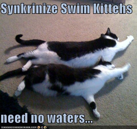 Bilder-Thread uh43048,1267528847,funny-pictures-swimming-cats-do-not-need-water