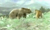 Bilder-Thread uh43048,1267788338,CougarVSbear