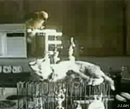 Bilder-Thread uh43048,1267788394,BirdPoopsOnCat