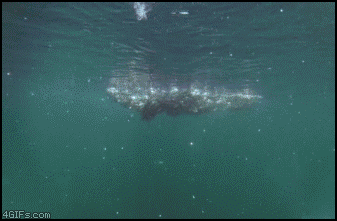 Bilder-Thread uh43048,1267790683,Whale fish feeding