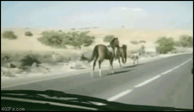 Bilder-Thread uh43048,1267790779,Horse car collision