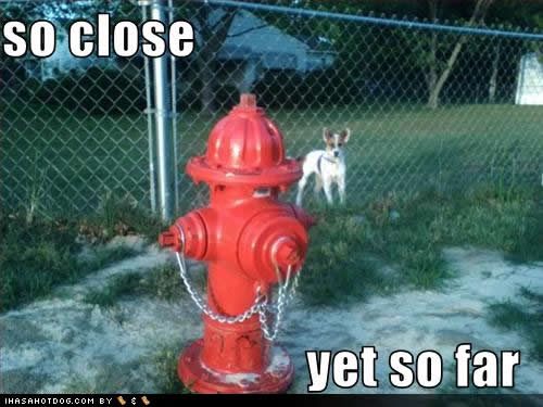 Bilder-Thread uh43048,1268081206,funny-dog-pictures-close-far