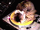 Bilder-Thread uh43048,1268137085,catturn