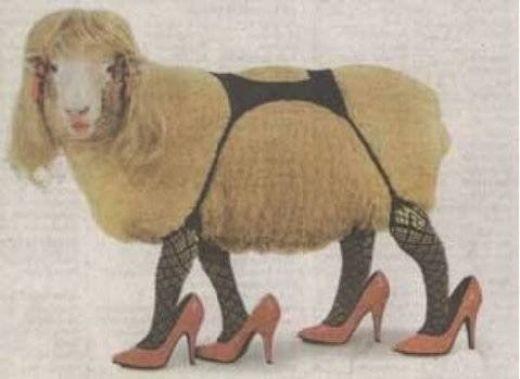 Bilder-Thread uh43048,1268224905,sexy sheep