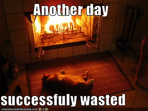 Bilder-Thread uh43048,1268297050,funny-pictures-cat-wastes-day